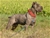 ipo3 FURFANTE RIPRODUTTORE SELEZIONATO ENCI - Triola Cane Corso